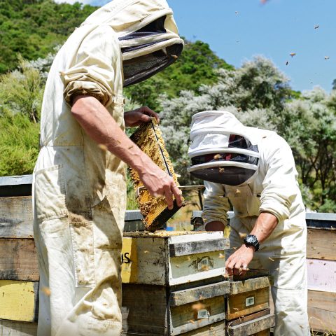 Die Bienen dieser neusee­­ländischen Imker fliegen vor allem die weiß blühenden ­Manuka-­­Pflanzen (Hintergrund) an